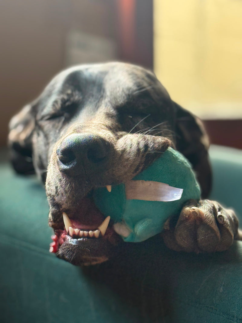 Nova