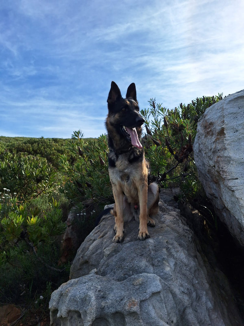 Koda