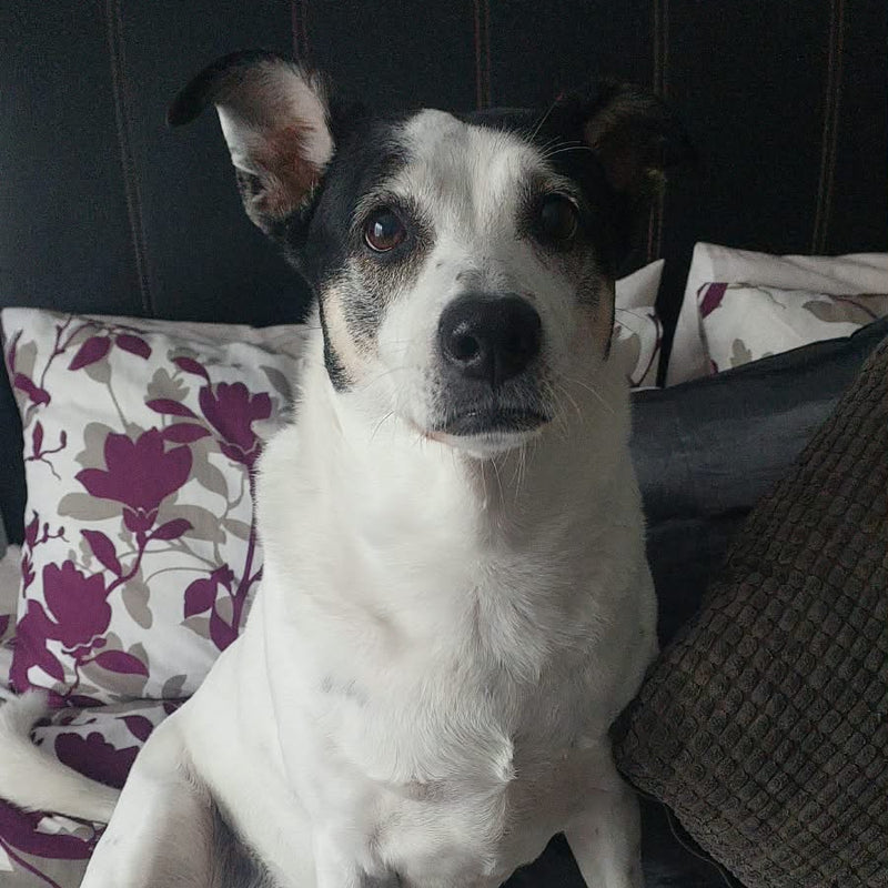 Bailey