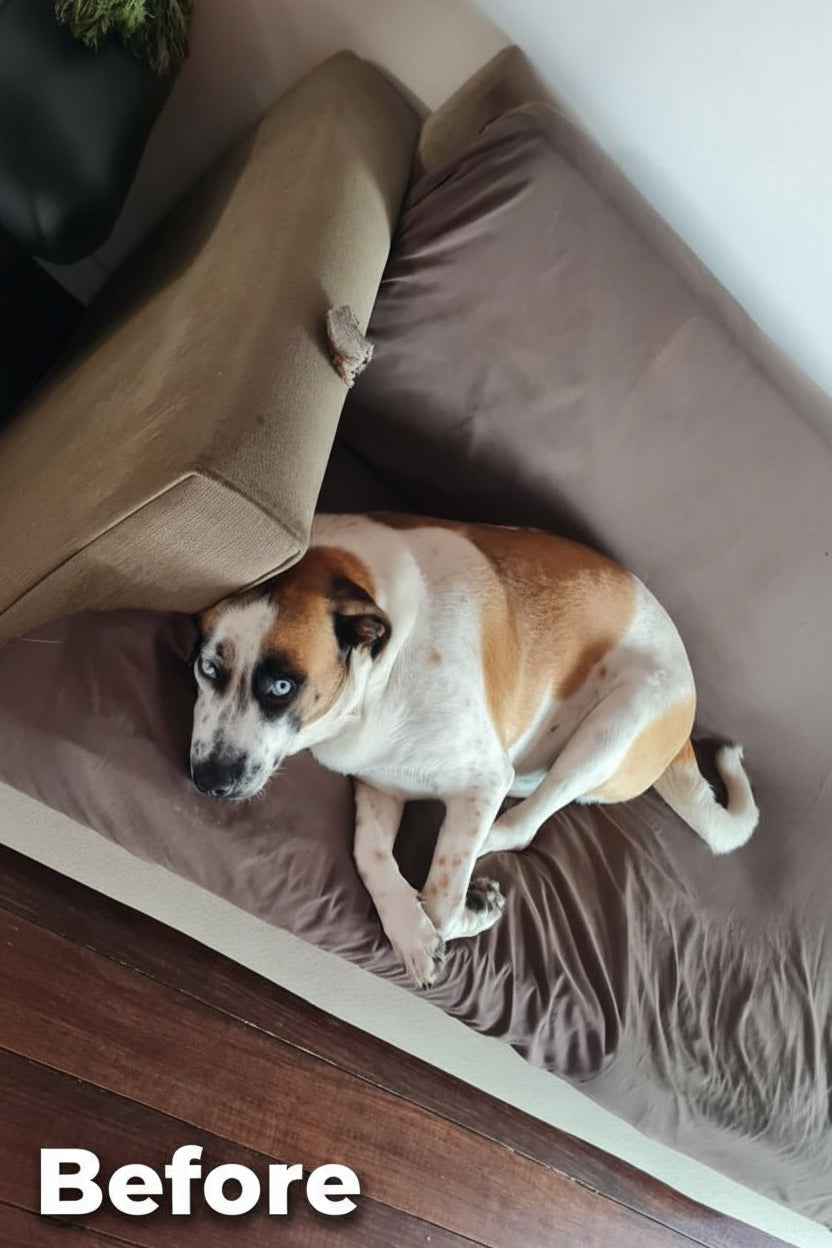 Coopers Hypo Allergenic Weight Managemet Meal